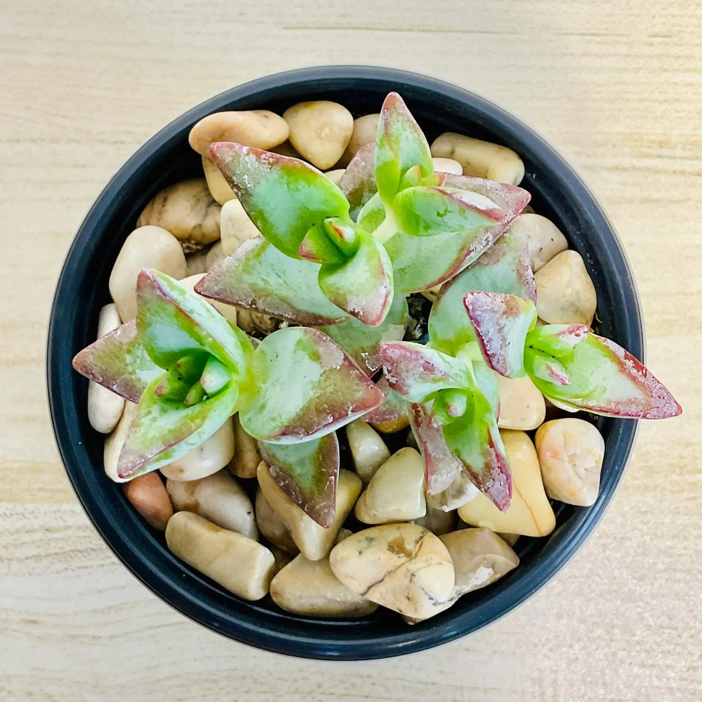 Crassula High Voltage succulent with red-edged leaves in round ceramic pot - top view