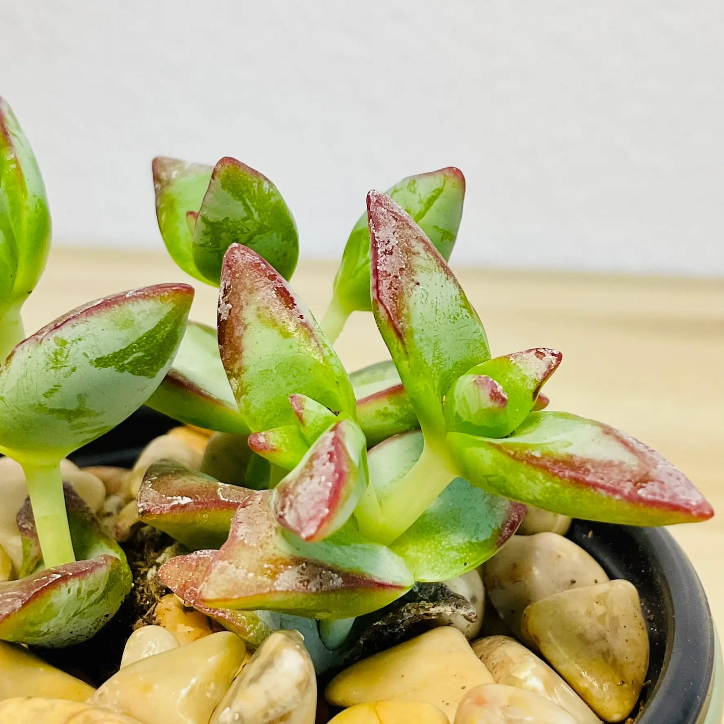 Crassula High Voltage succulent with red-edged leaves up close view