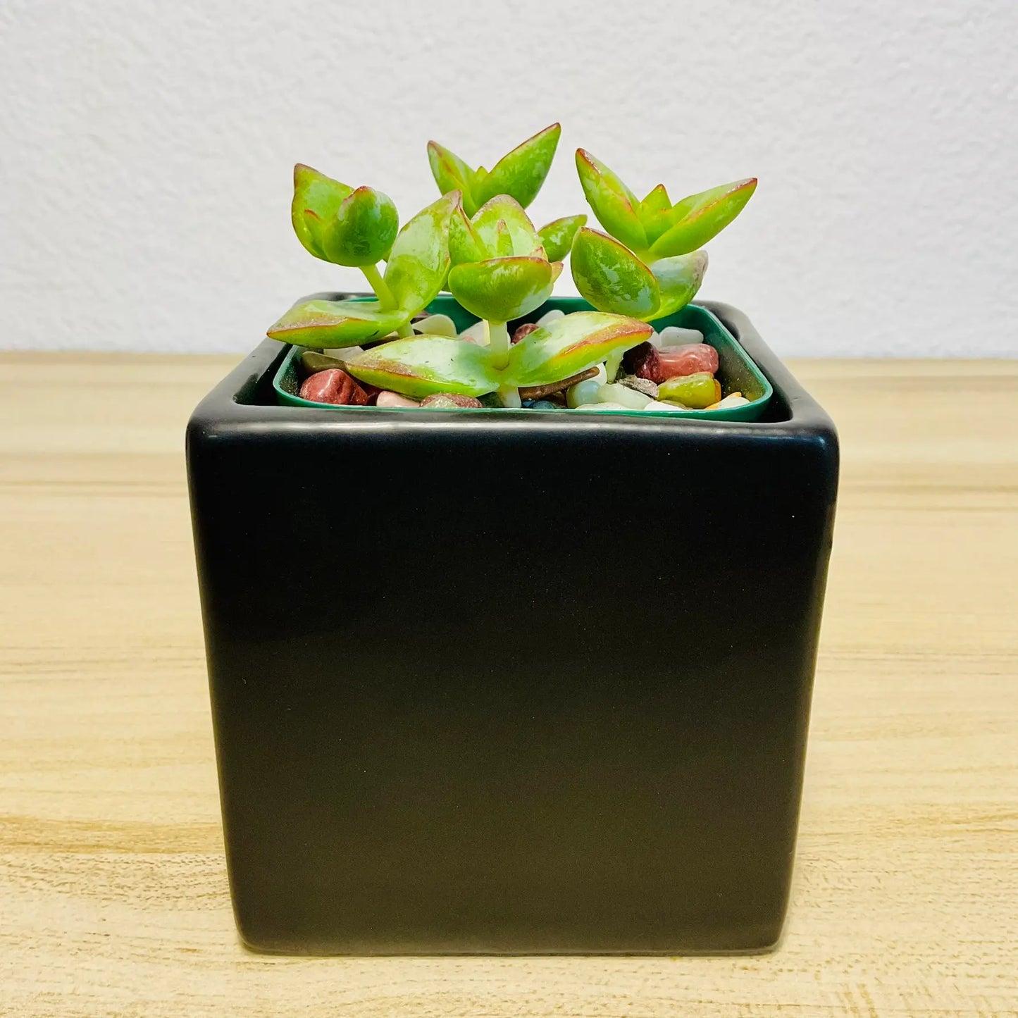 Crassula High Voltage succulent with red-edged leaves in black square ceramic pot