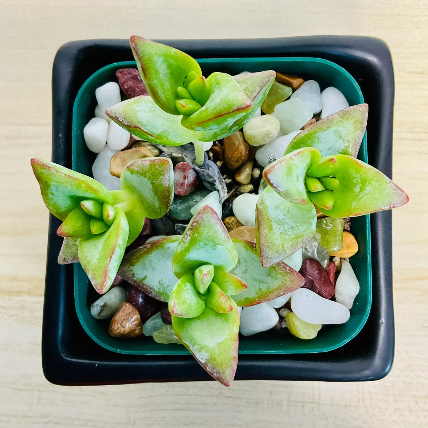 Crassula High Voltage succulent with red-edged leaves in black square ceramic pot - top view