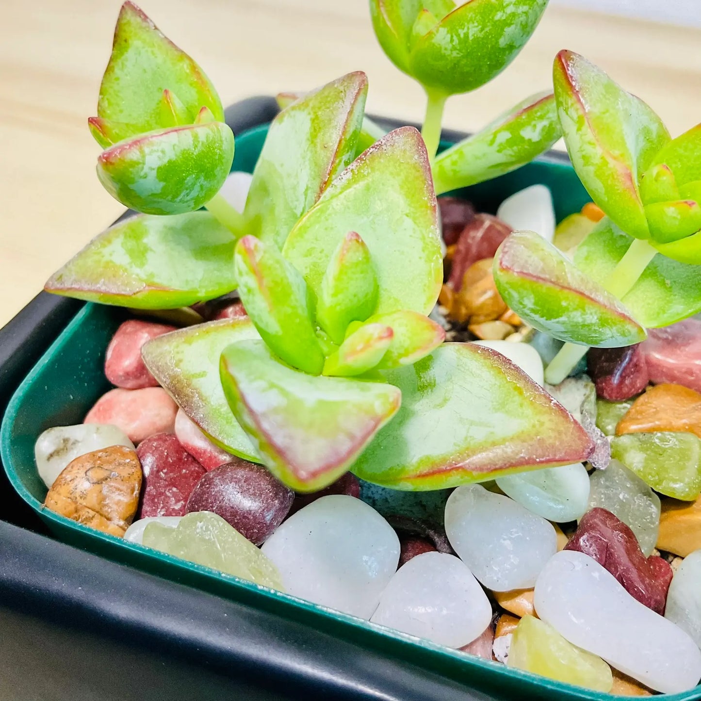 Crassula High Voltage succulent with red-edged leaves in square ceramic pot up close view