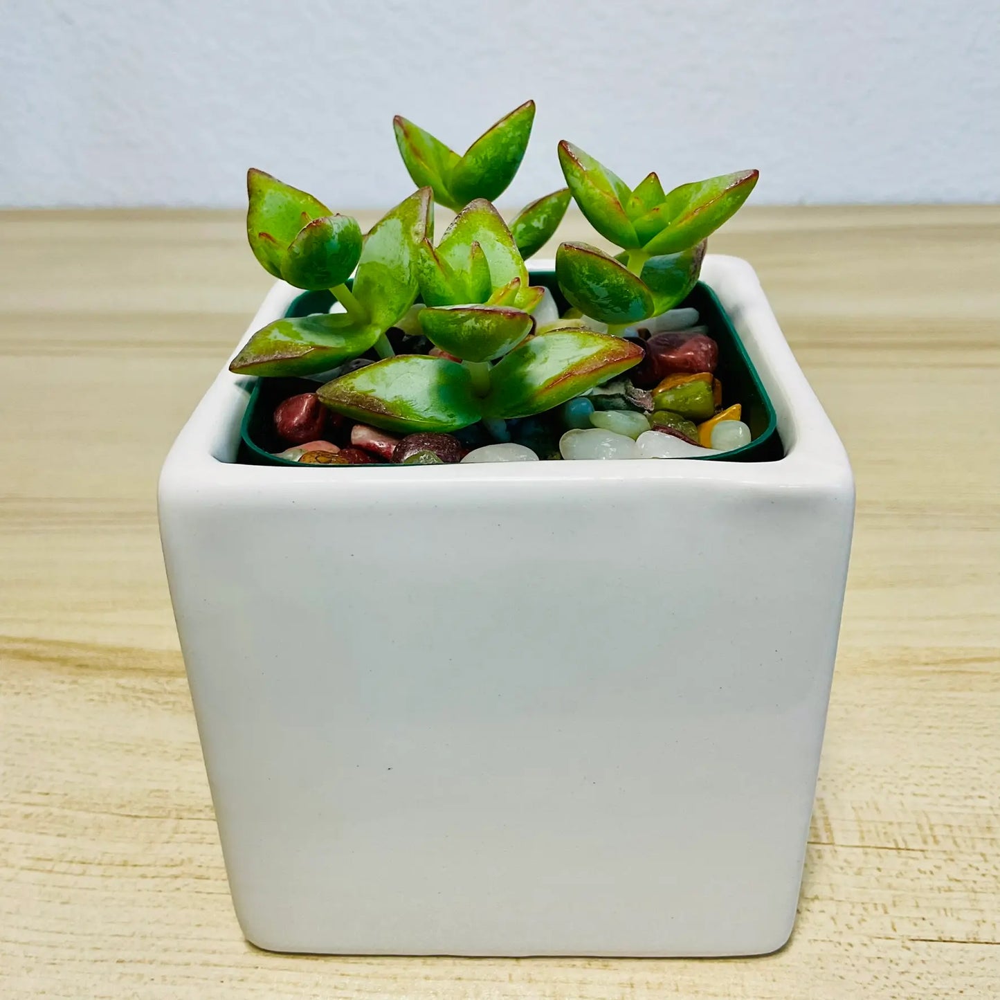 Crassula High Voltage succulent with red-edged leaves in white square ceramic pot