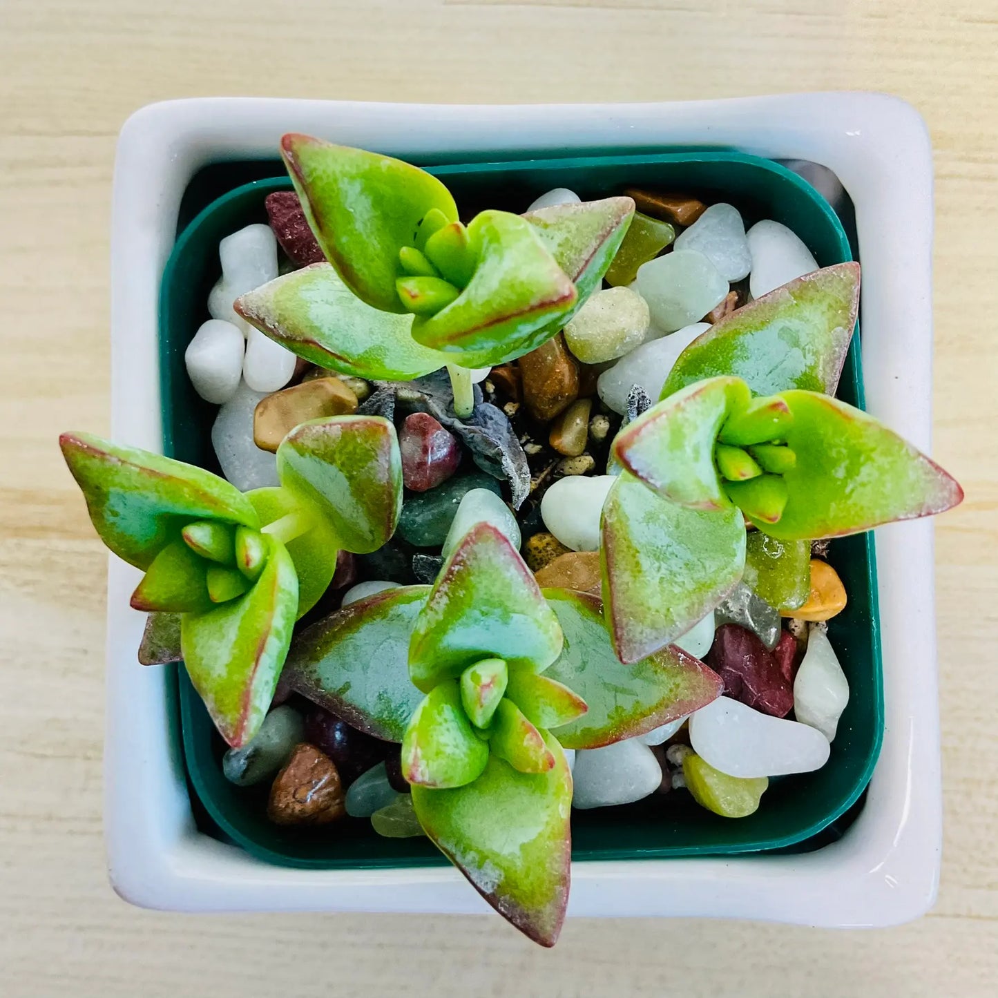 Crassula High Voltage succulent with red-edged leaves in white square ceramic pot - top view