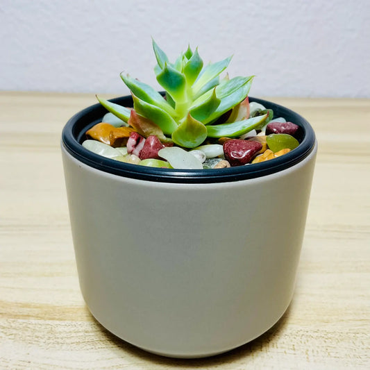 Echeveria Blue Rose succulent in round ceramic gray color pot