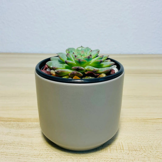 Echeveria Minima blue rosette succulent in minimalist round gray ceramic planter