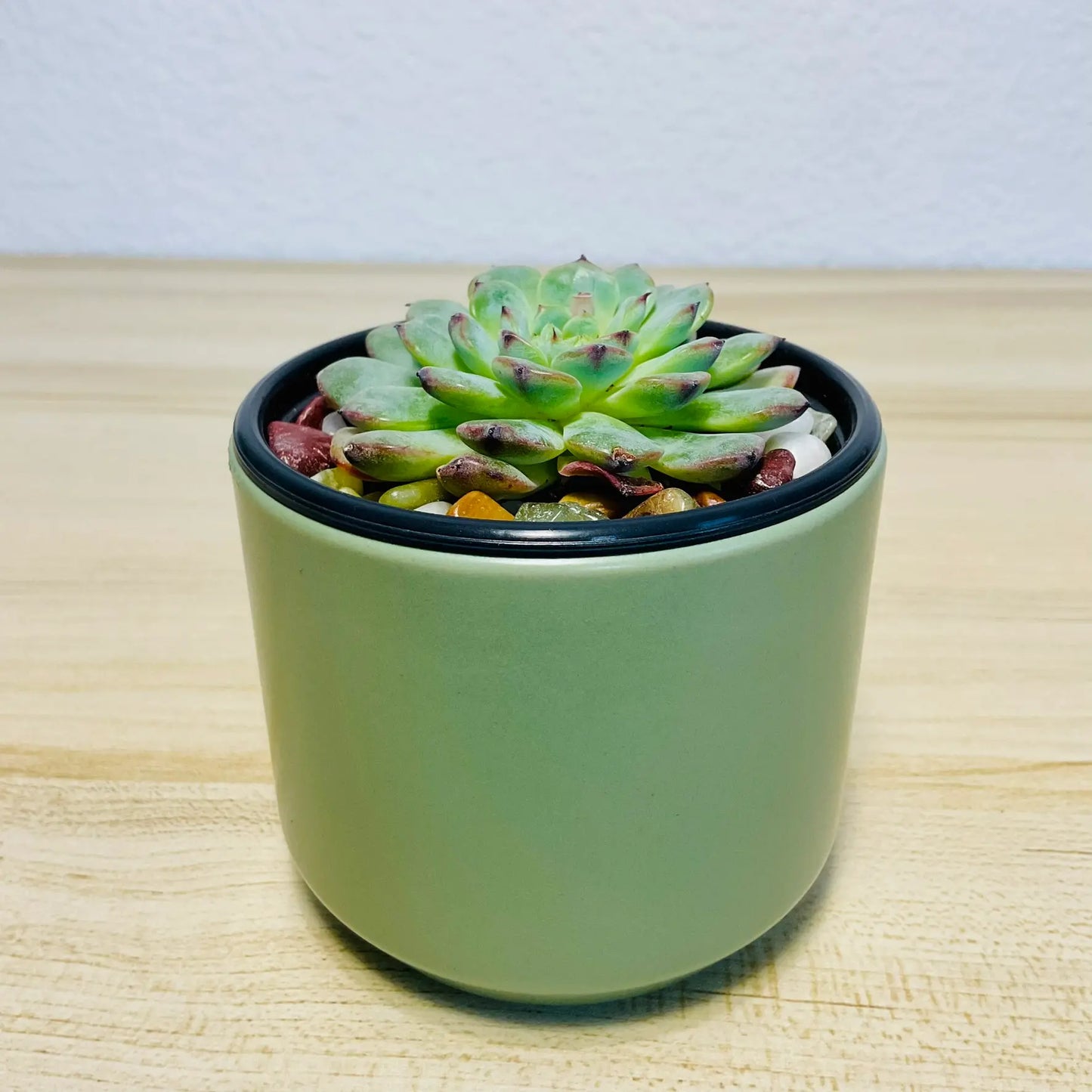 Echeveria Minima blue rosette succulent in minimalist round green ceramic planter