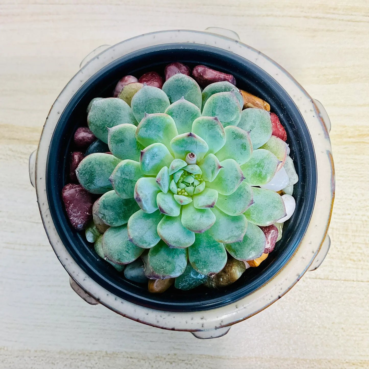 Echeveria Minima blue rosette succulent in ceramic pot - top view