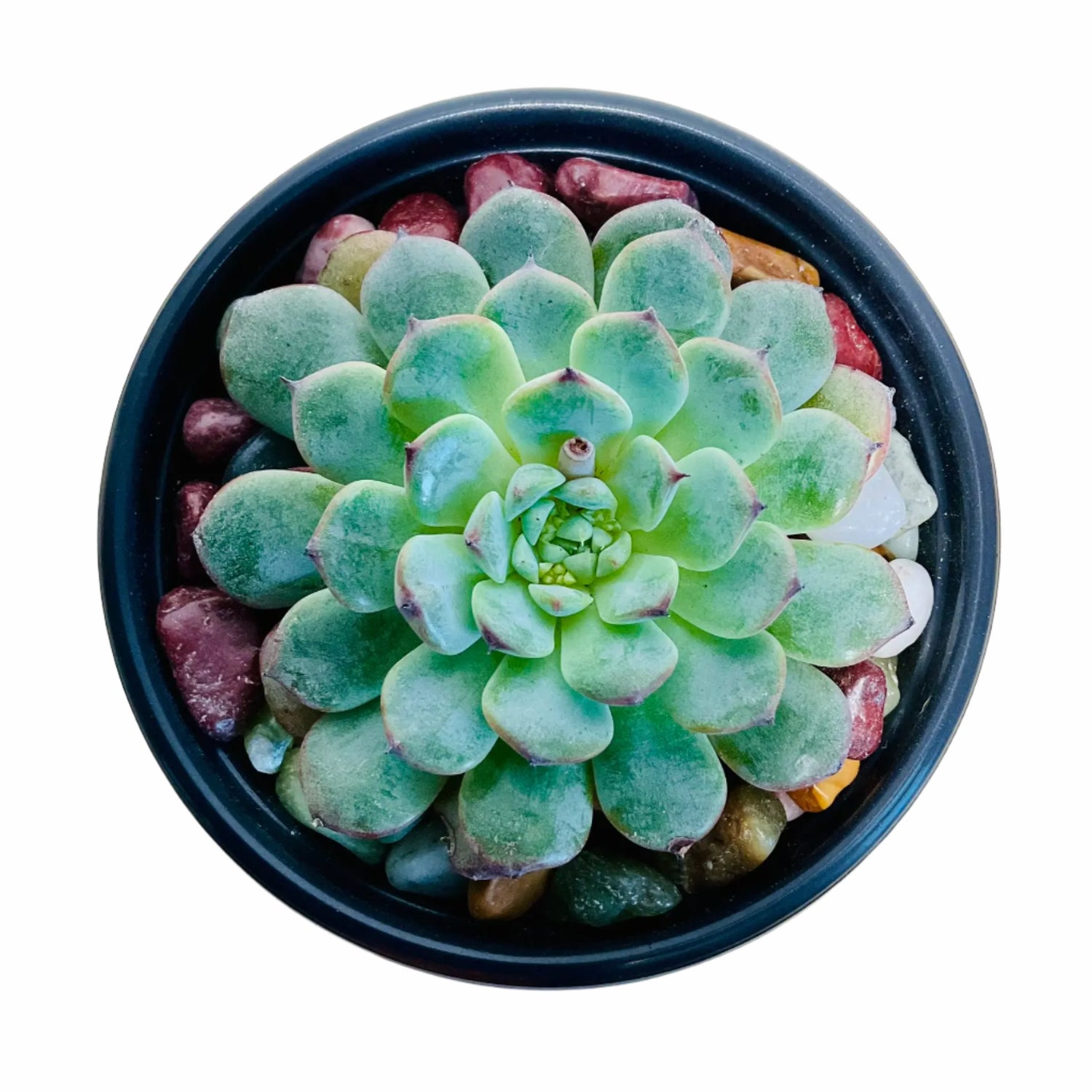 Echeveria Minima blue rosette succulent in top view