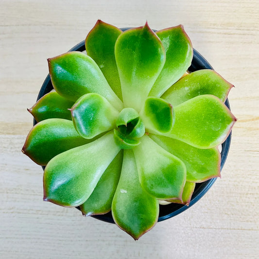 Echeveria Ramillette succulent with green and pink tips - top view