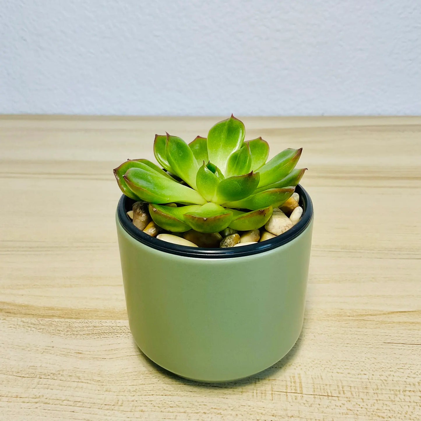 Echeveria Ramillette succulent with green and pink tips in round green ceramic pot