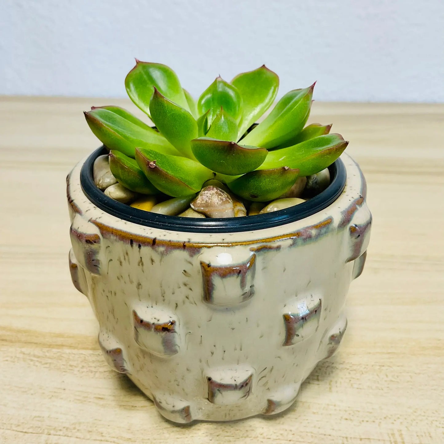 Echeveria Ramillette succulent with green and pink tips in round tan ceramic pot