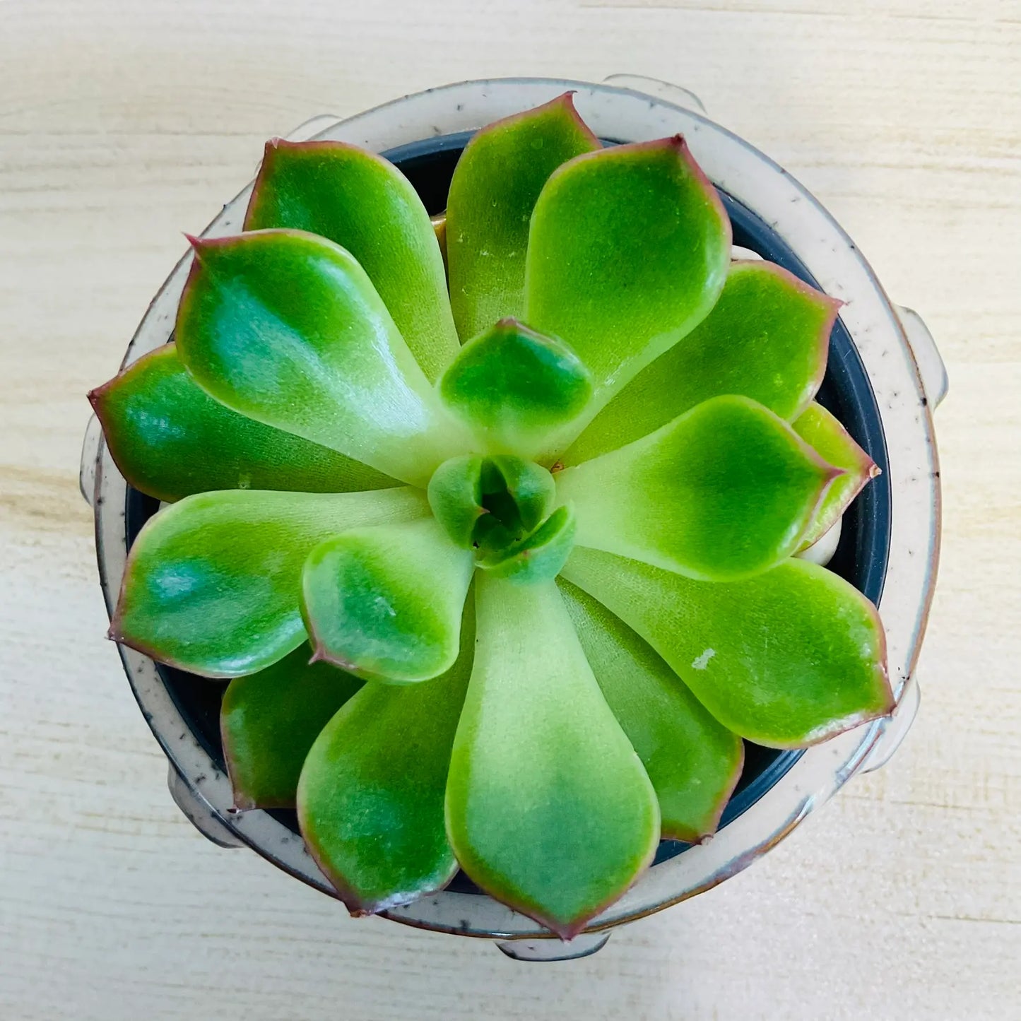 Echeveria Ramillette succulent with green and pink tips in round tan ceramic pot - top view