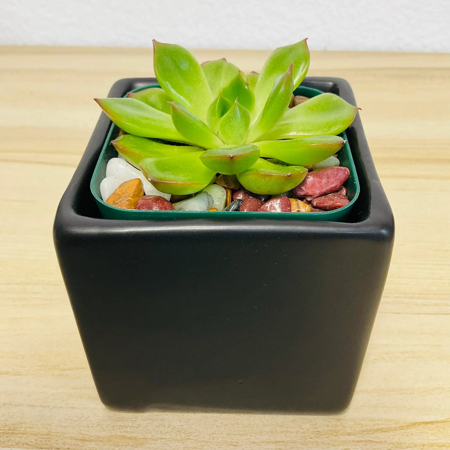 Echeveria Ramillette succulent with green and pink tips in square black ceramic pot