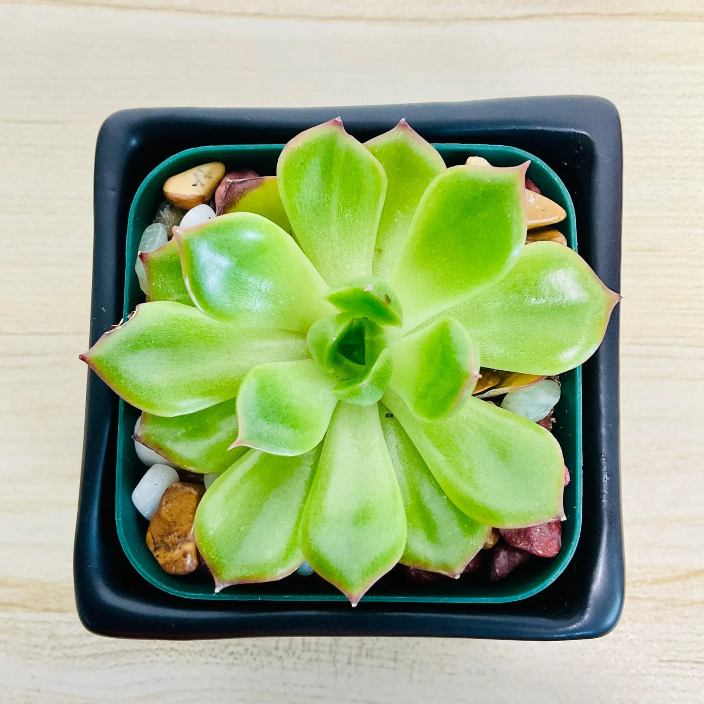 Echeveria Ramillette succulent with green and pink tips in square black ceramic pot - top view