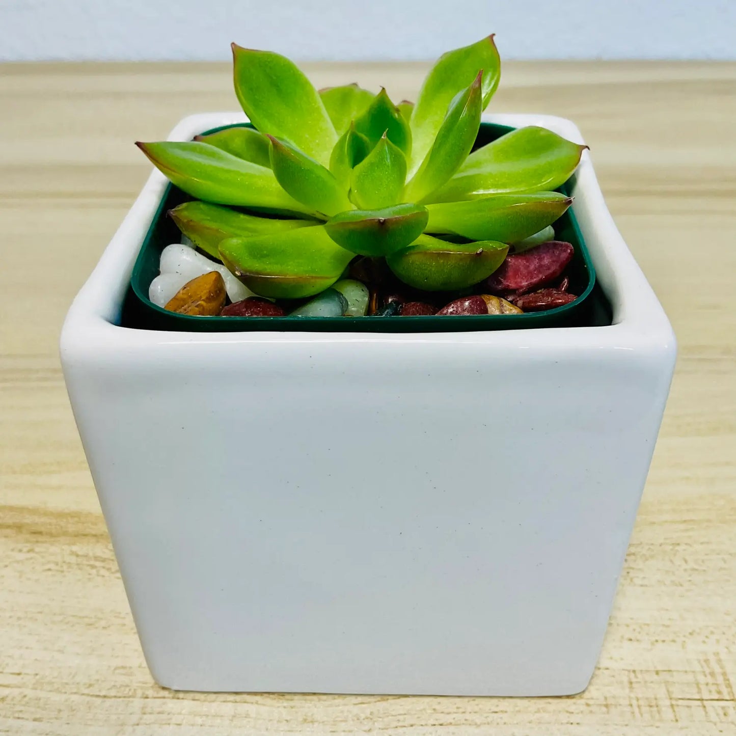 Echeveria Ramillette succulent with green and pink tips in square white ceramic pot