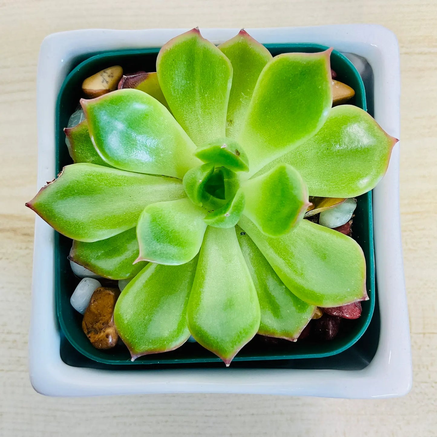 Echeveria Ramillette succulent with green and pink tips in square white ceramic pot - top view