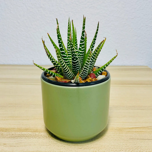 Haworthia Zebra succulent with white stripes in light green round ceramic pot