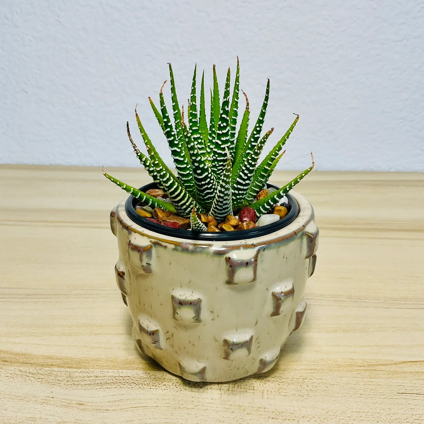 Haworthia Zebra succulent with white stripes in tan designer round ceramic pot