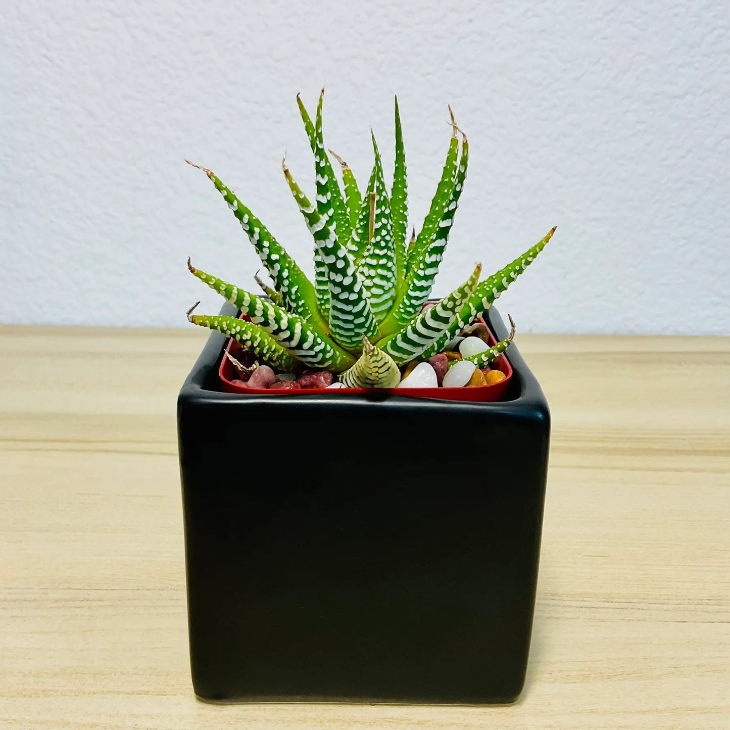 Haworthia Zebra succulent with white stripes in black square ceramic pot
