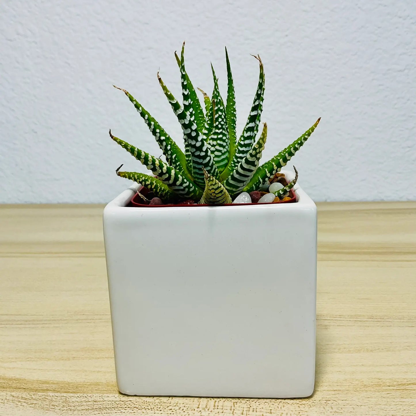 Haworthia Zebra succulent with white stripes in white square ceramic pot