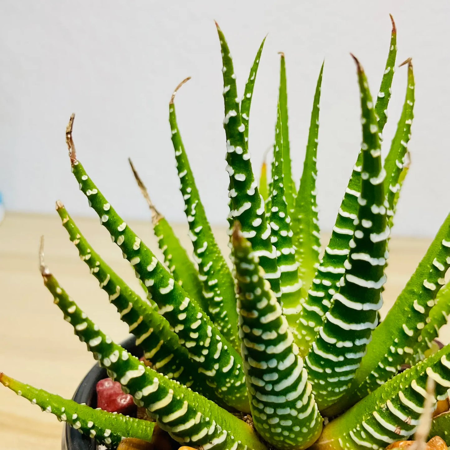 Haworthia Zebra succulent with white stripes up close