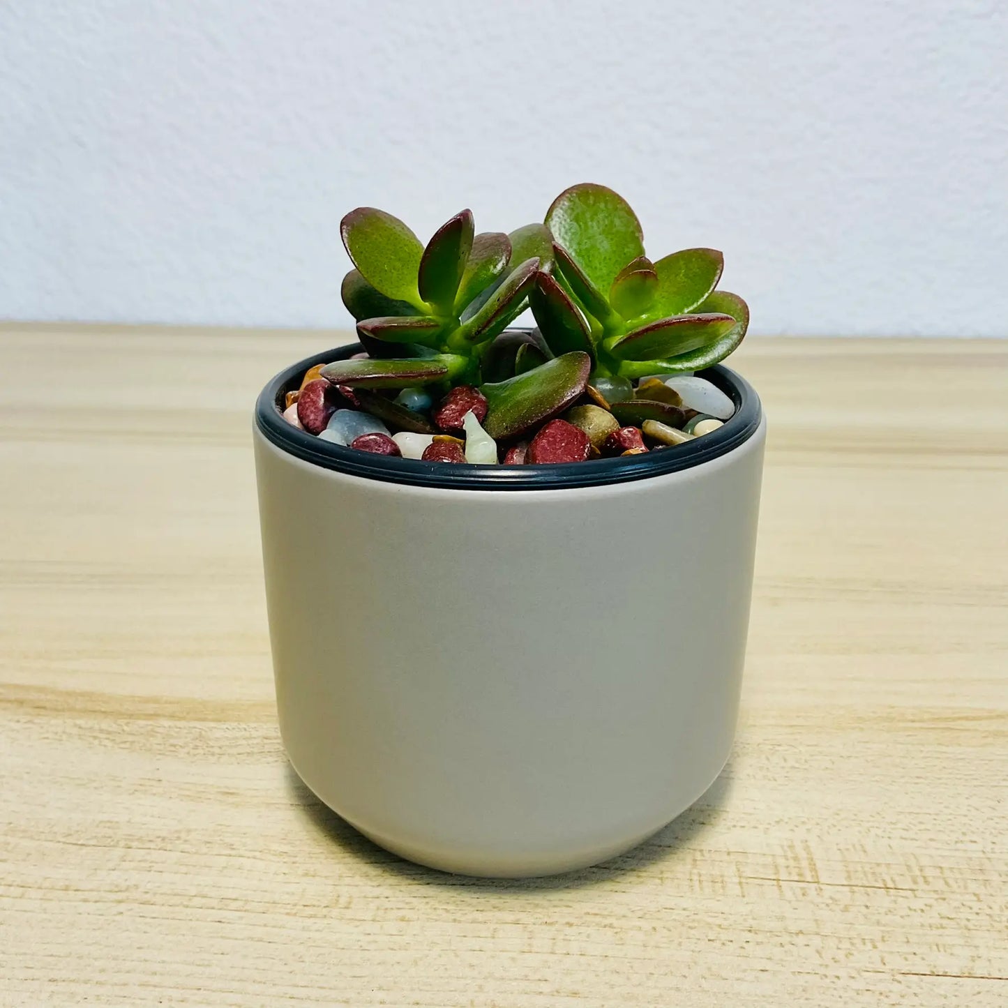 Jade succulent in gray ceramic pot with thick oval green leaves