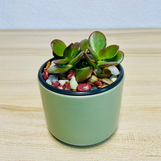Jade succulent in green ceramic pot with thick oval green leaves