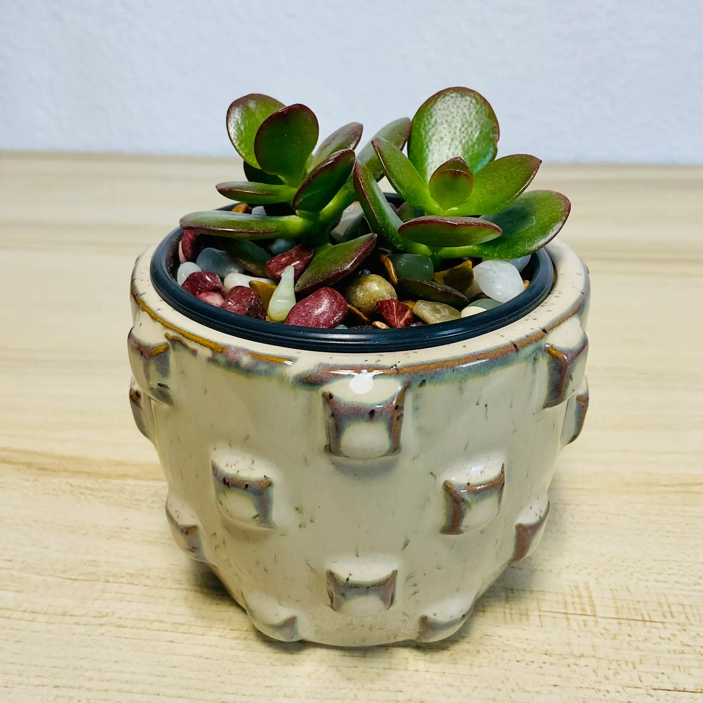 Jade succulent in tan designer ceramic pot with thick oval green leaves