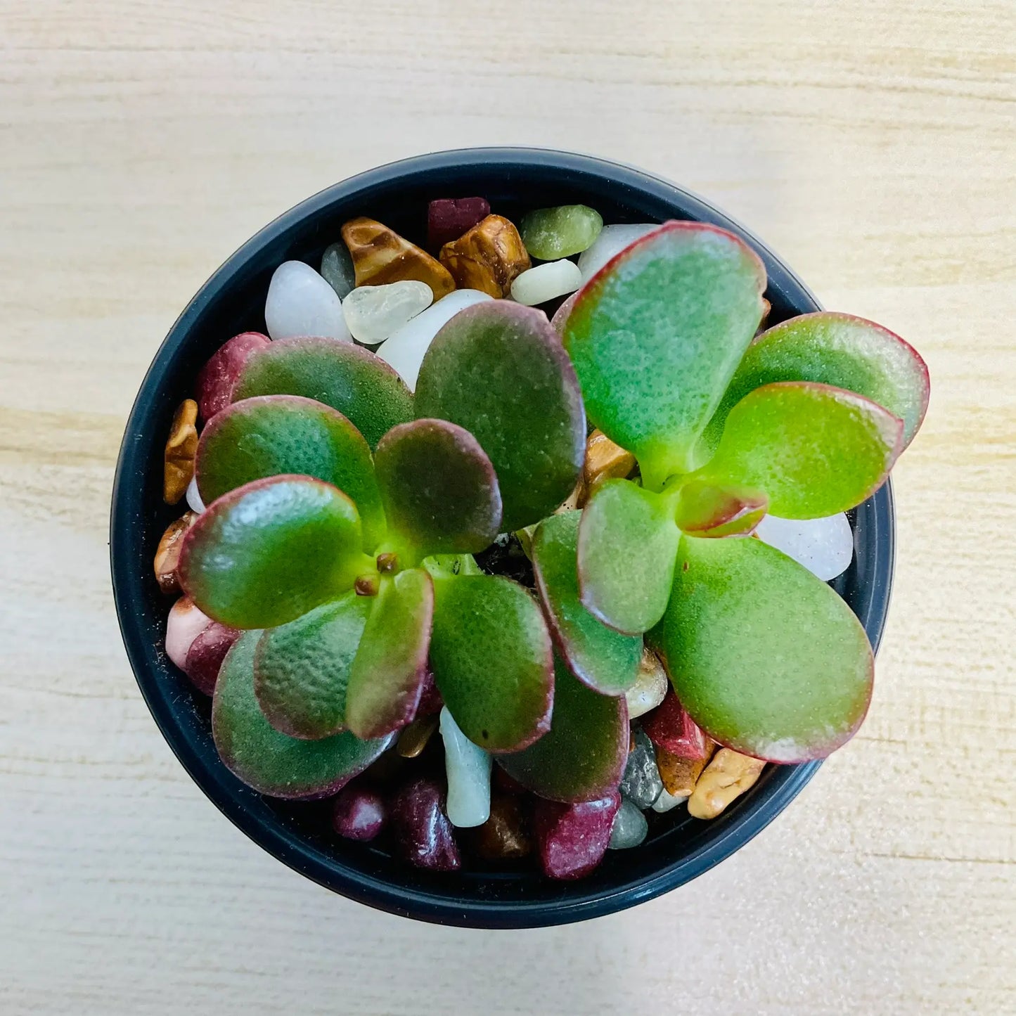 Jade succulent with thick oval green leaves | top view