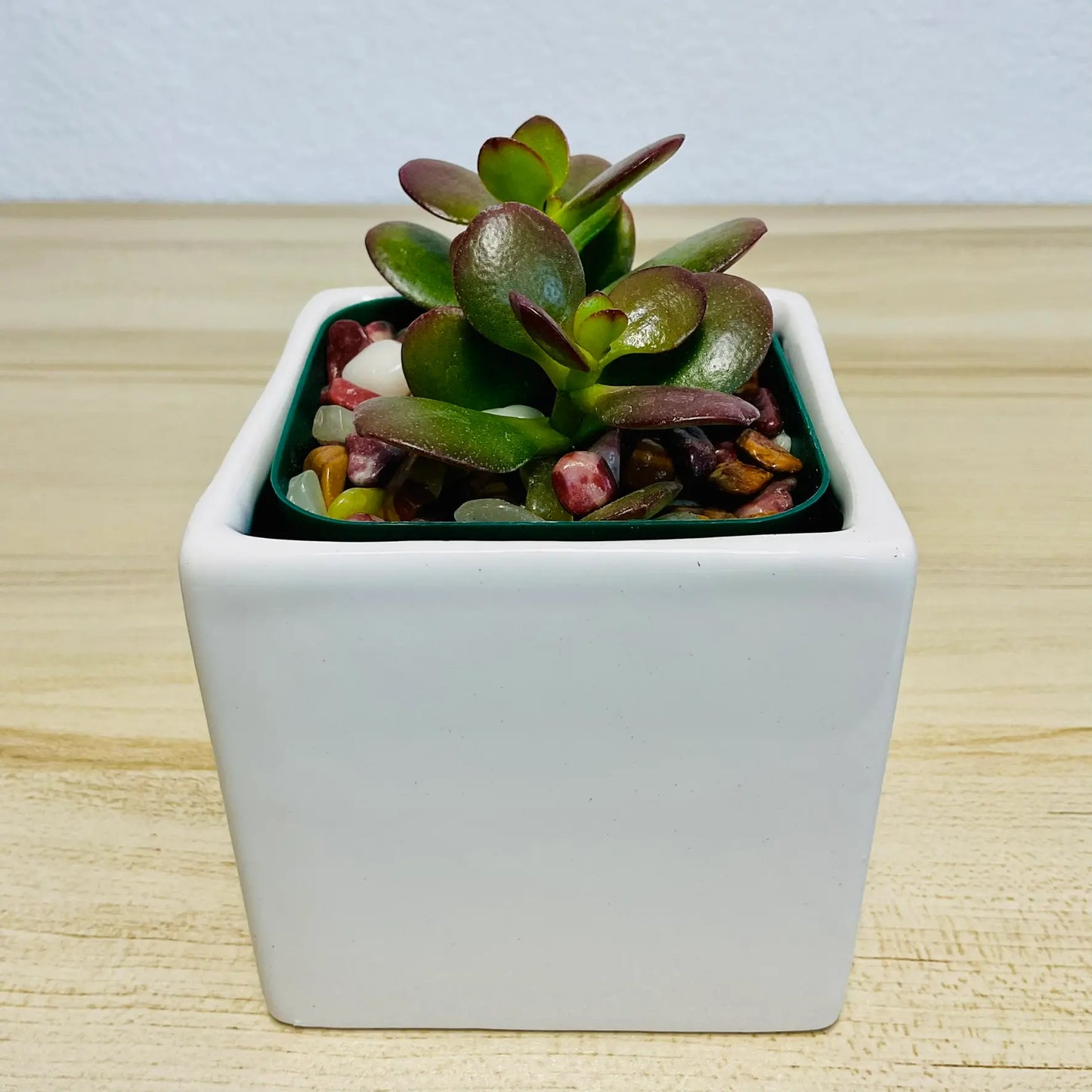 Jade succulent in white square ceramic pot with thick oval green leaves