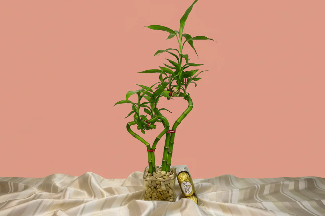 Valentine’s Day Gifts