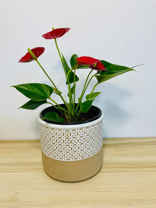 Flamingo Flower plant on modern tabletop