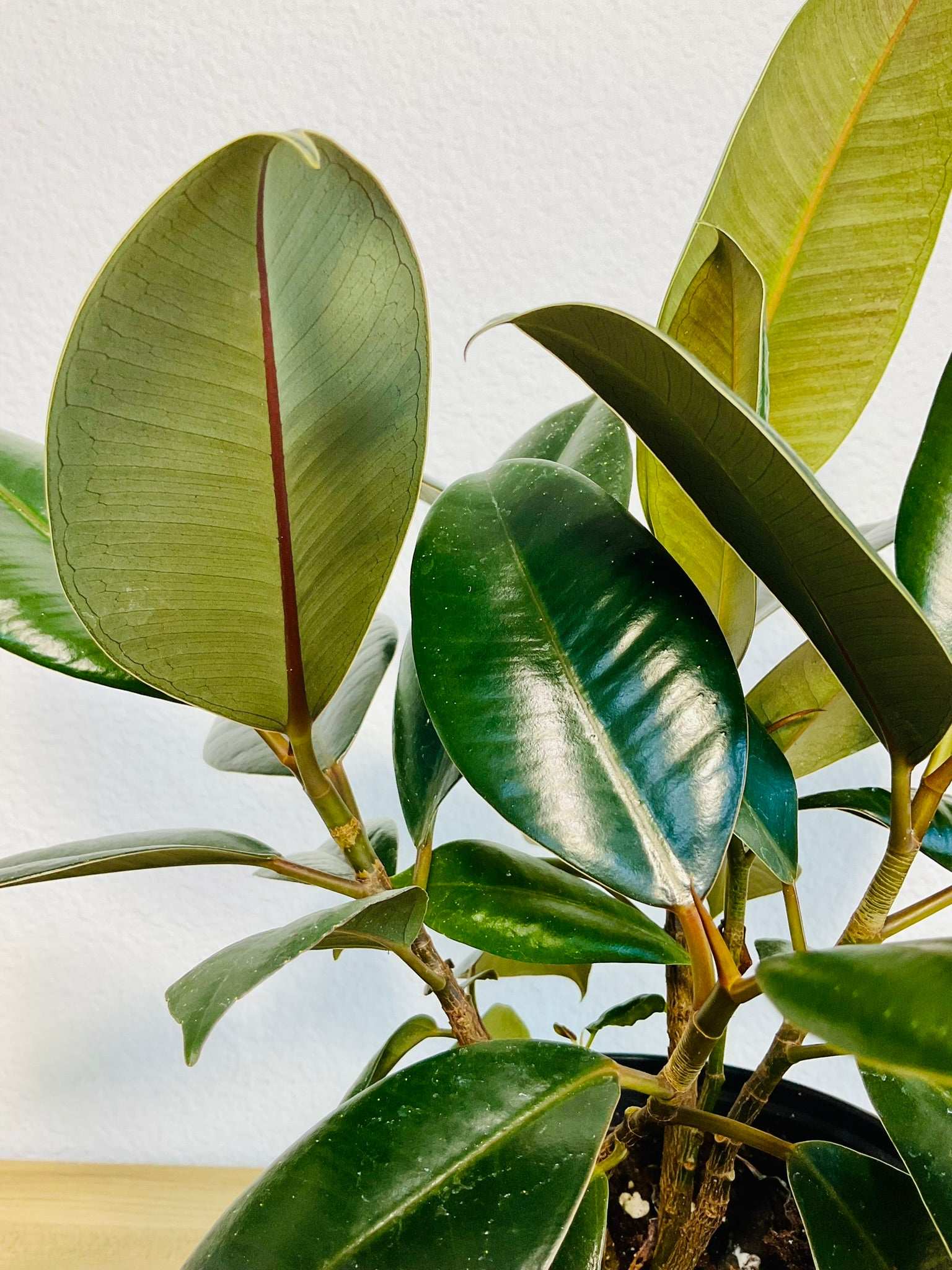 Close up view of live indoor rubber plant