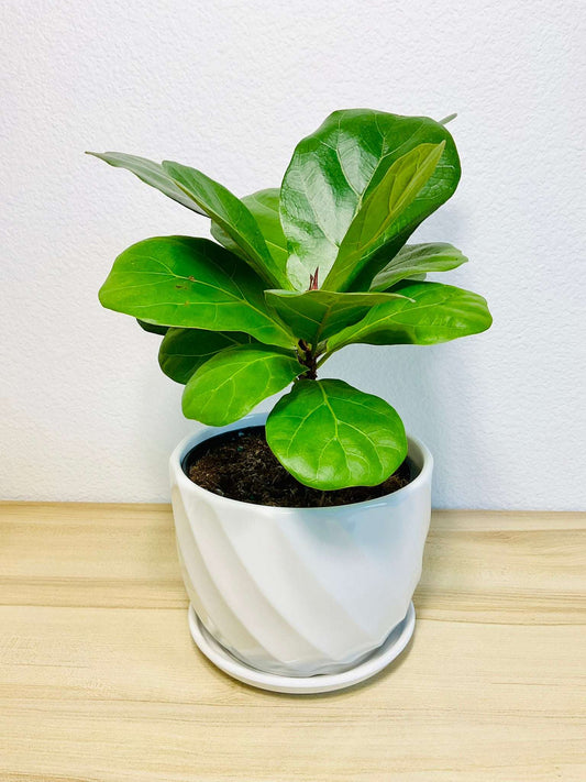 Tall Fiddle Leaf Fig in white curved indoor ceramic planter