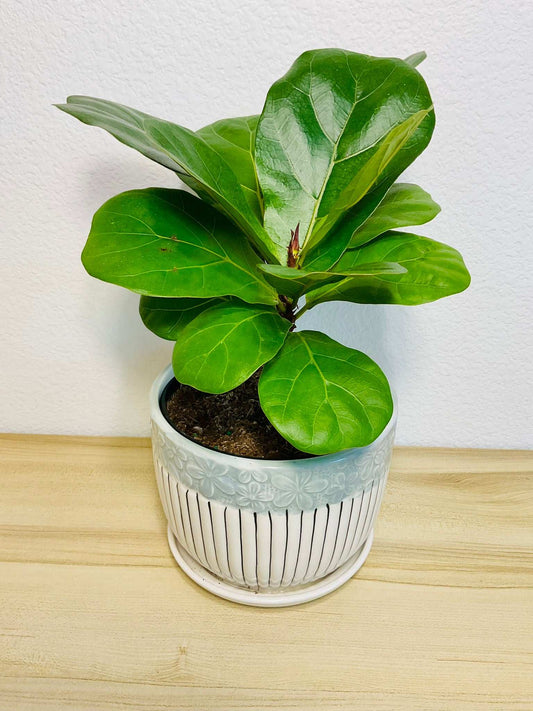 Tall Fiddle Leaf Fig in decorative indoor ceramic planter
