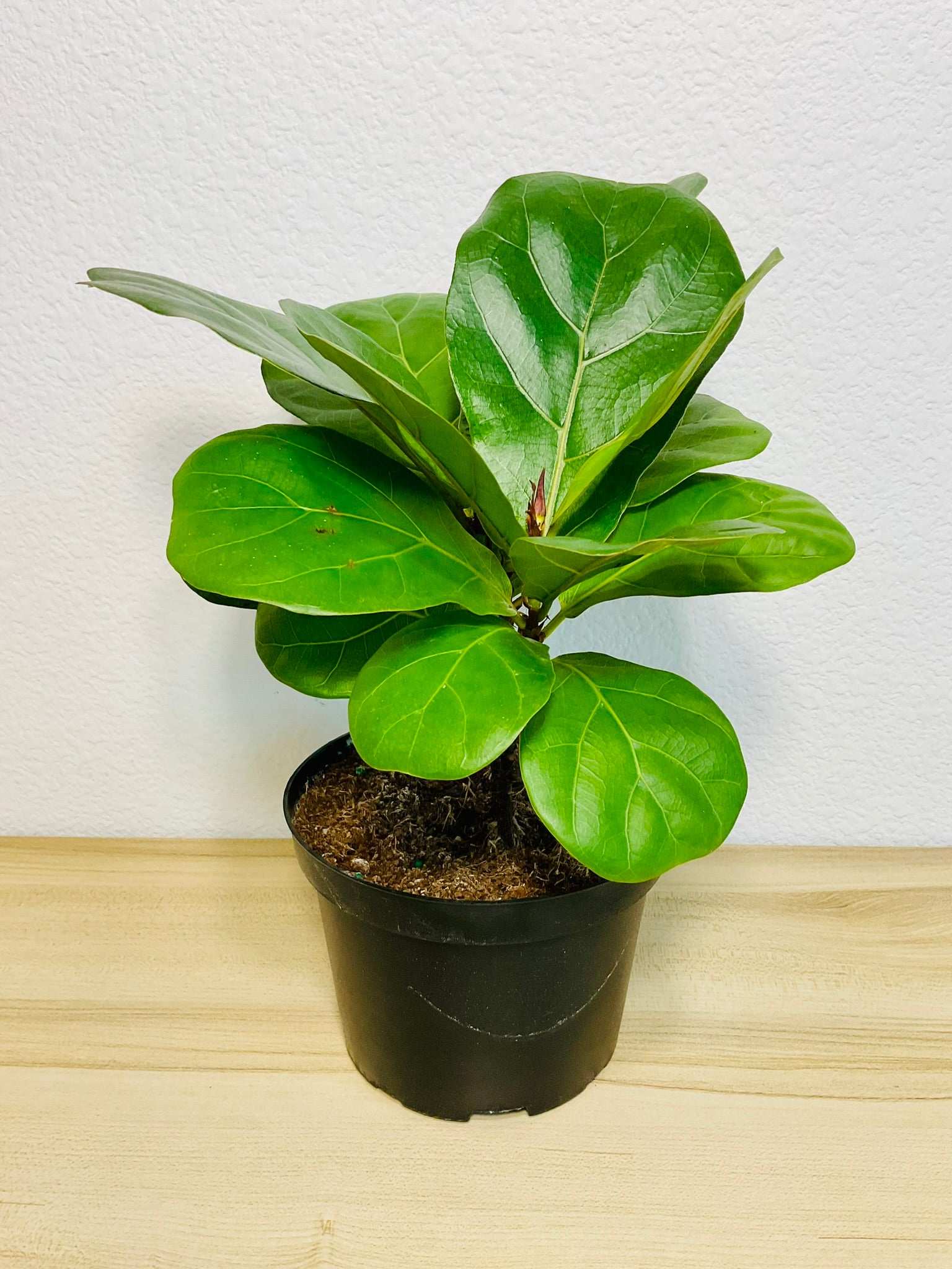 Tall Fiddle Leaf Fig in Grow Pot