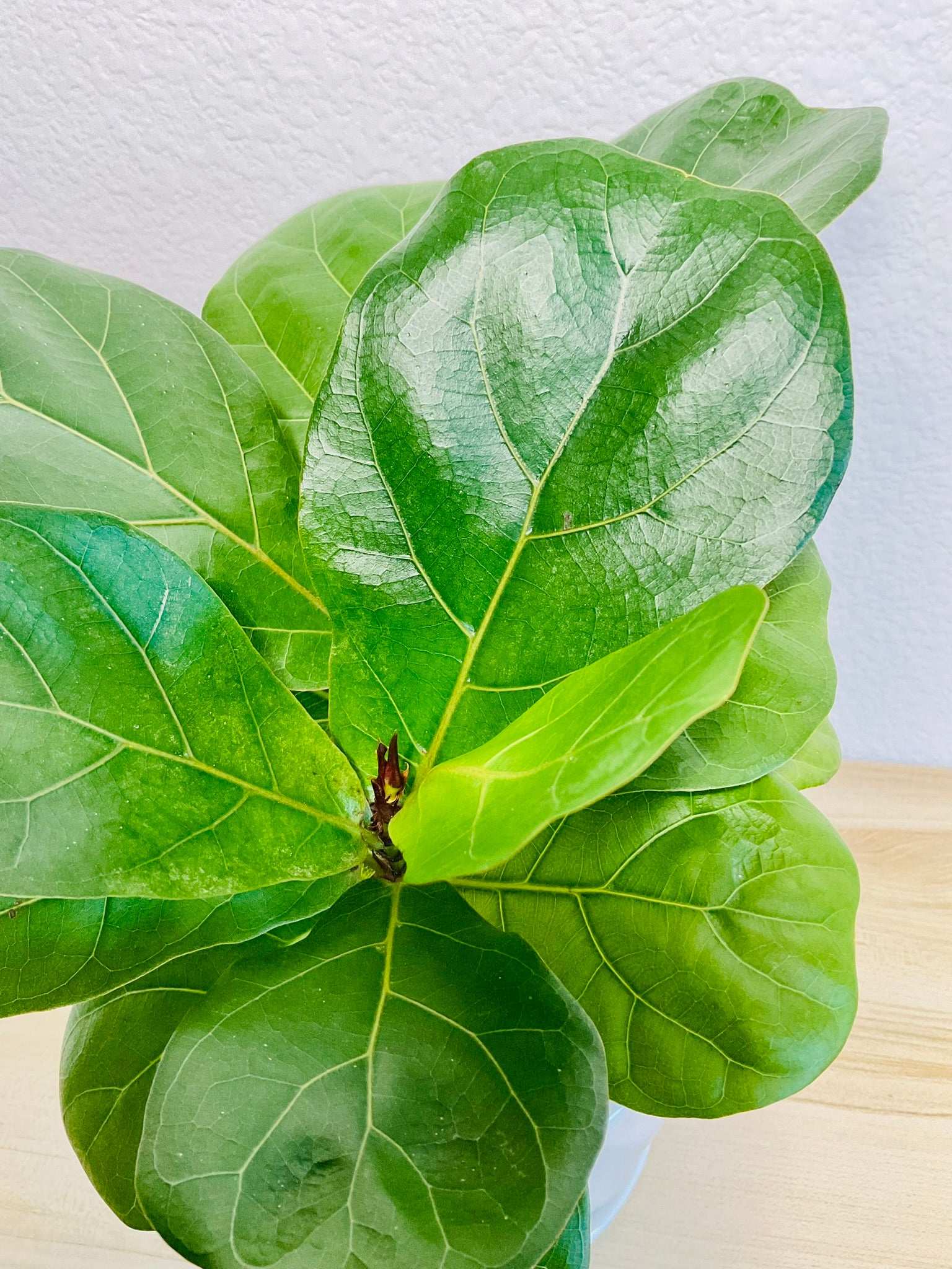 Tall Fiddle Leaf Fig top viewi