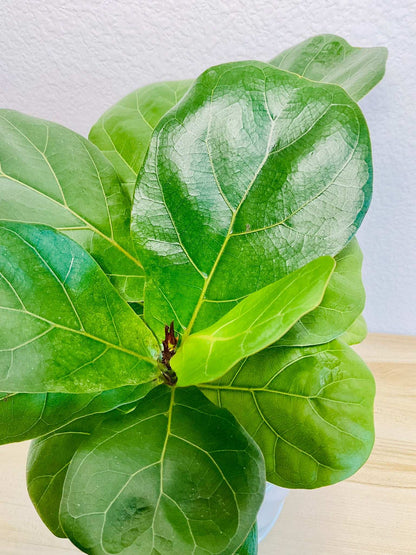 Tall Fiddle Leaf Fig top viewi