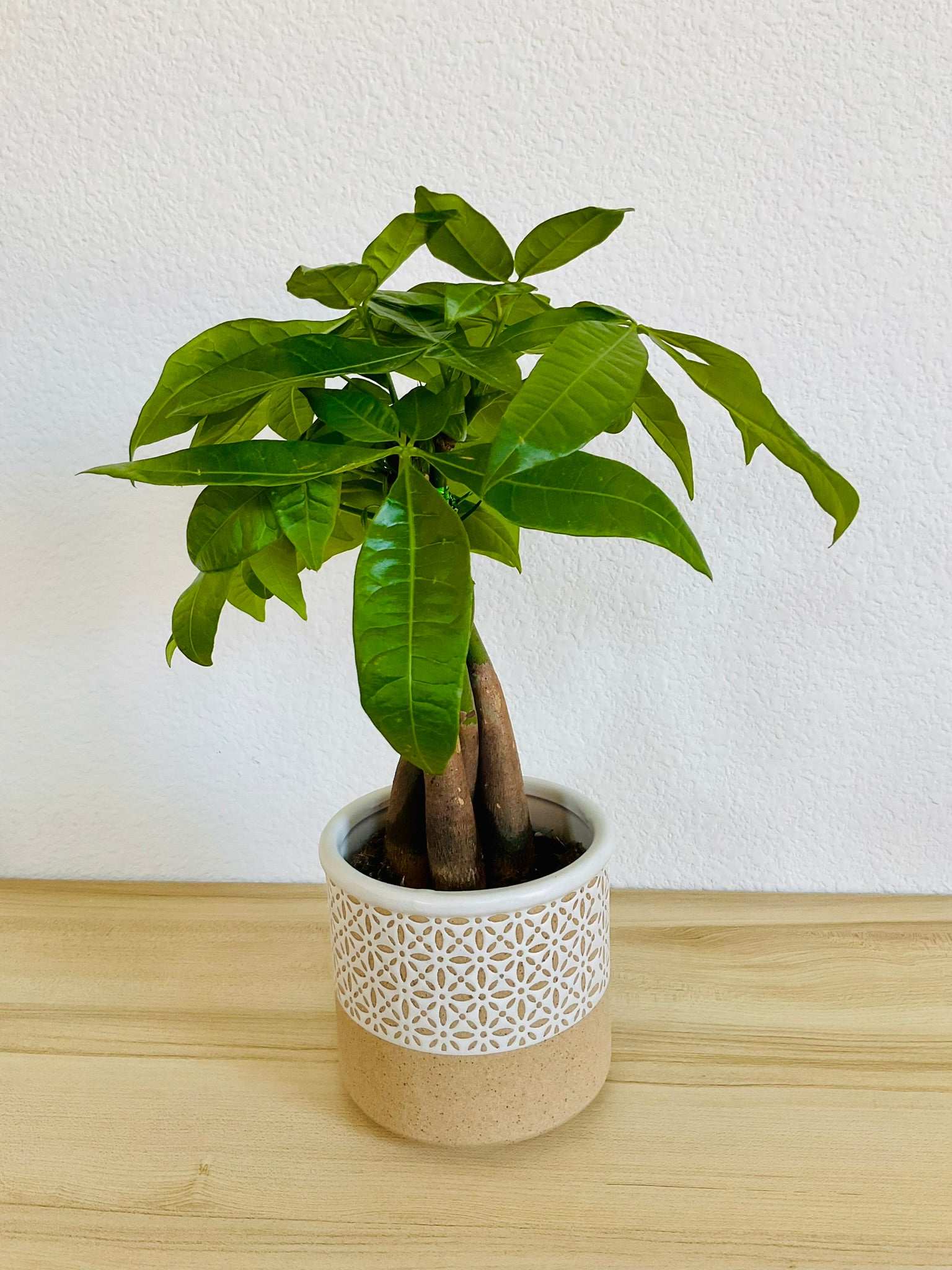 Money Tree with braided trunk in ceramic terracotta style printed pot
