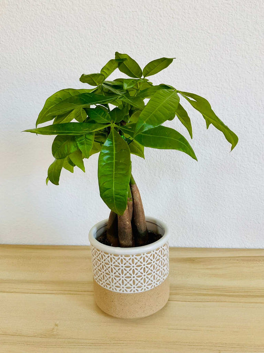 Money Tree with braided trunk in ceramic terracotta style printed pot