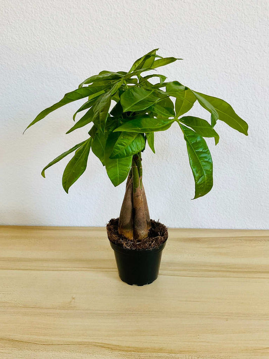 Money Tree with braided trunk in grow pot