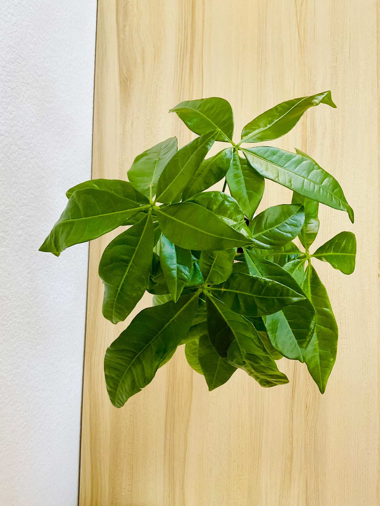 Indoor Money Tree top view