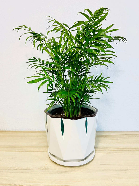 Parlor Palm in white ceramic pot with green printed leaves