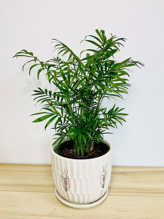 Parlor Palm in ceramic pot with paddy like design