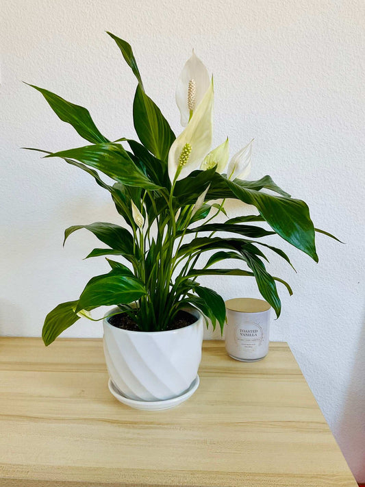 Peace Lily in white ceramic pot with white bloom