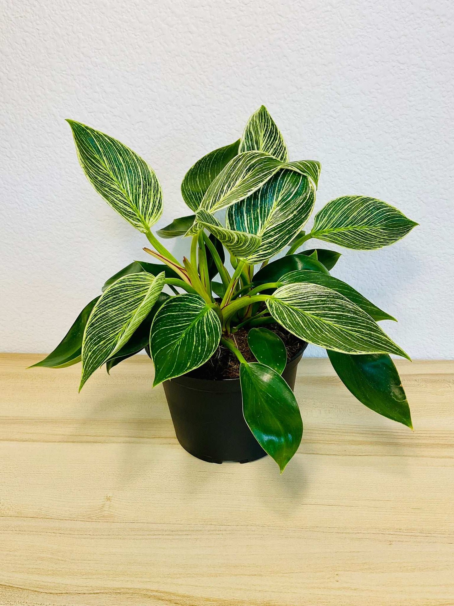 Birkin Philodendron in grow pot
