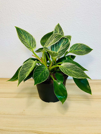 Birkin Philodendron in grow pot