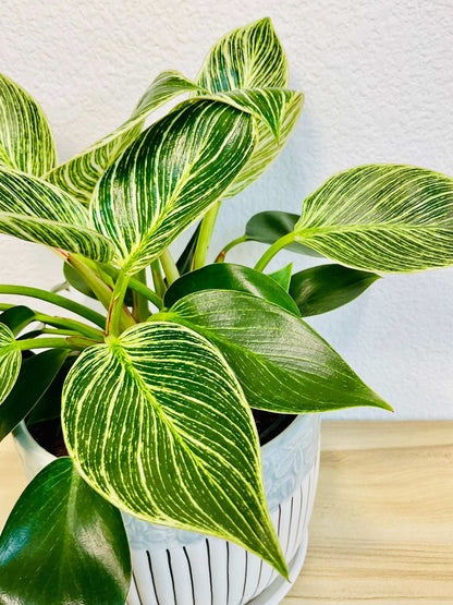Philodendron Birkin plant with white-striped leaves