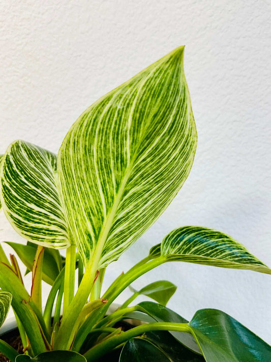Philodendron Birkin plant with white-striped leaves up close