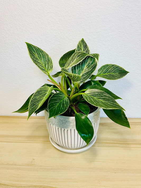 Birkin Philodendron in modern ceramic pot on indoor table
